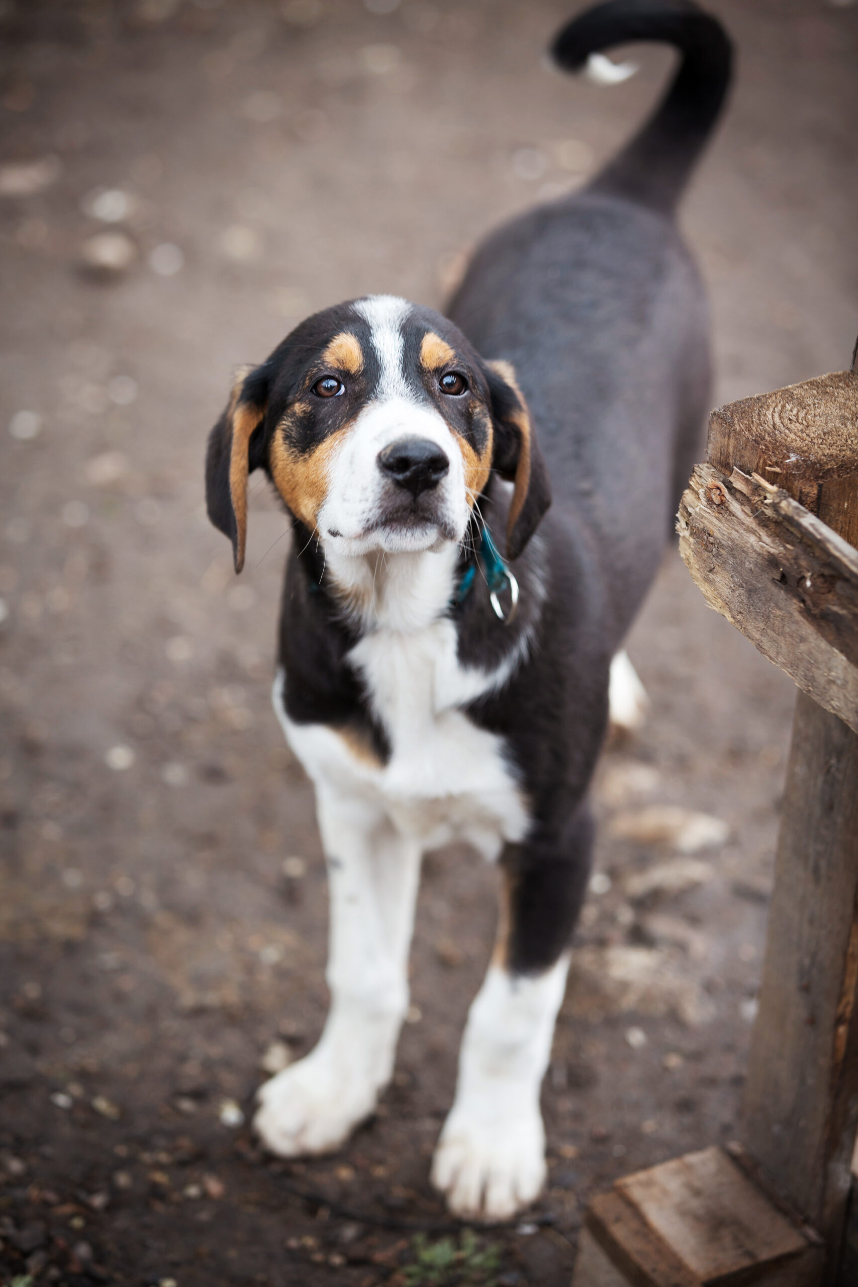 Dog with sad eyes in shelter for adoption Black, yellow and white dog puppy in the shelter for adoption